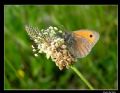 Coenonympha pamphilus